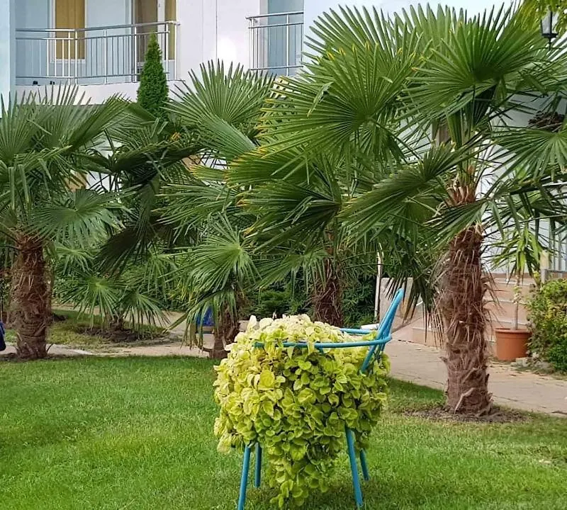 Yassen Holiday Village Sunny Beach