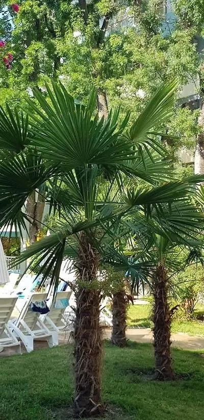 Yassen Holiday Village Sunny Beach 3*,